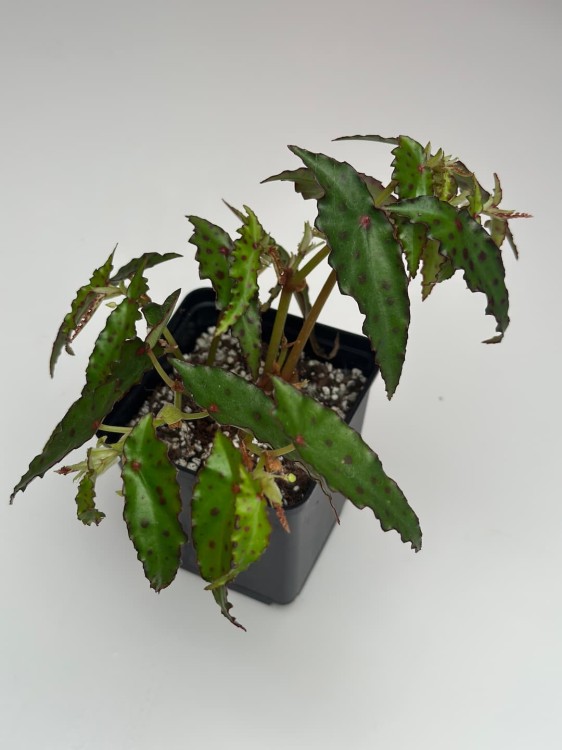 Begonia Amphioxus #1