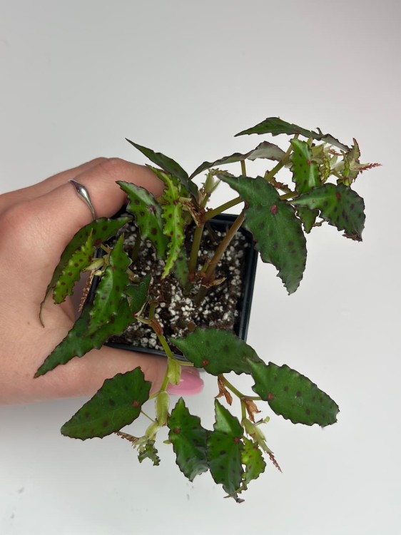 Begonia Amphioxus #1