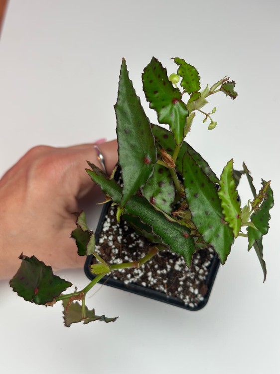 Begonia Amphioxus #2