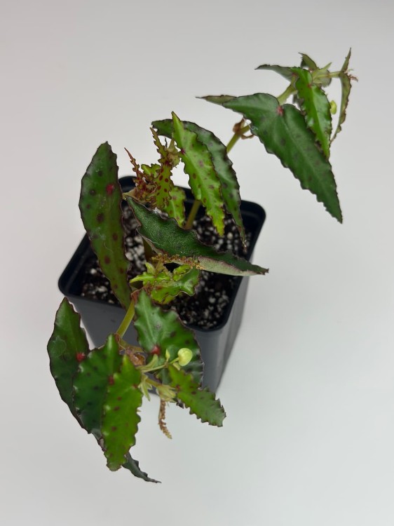 Begonia Amphioxus #3