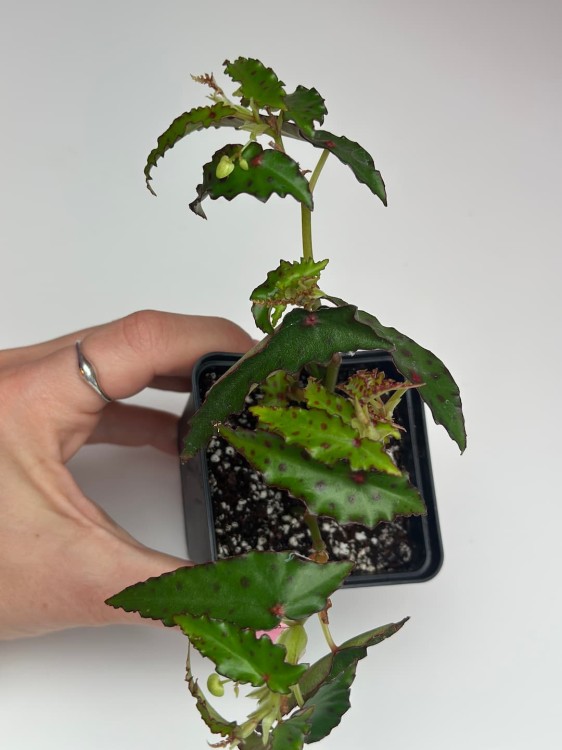 Begonia Amphioxus #3