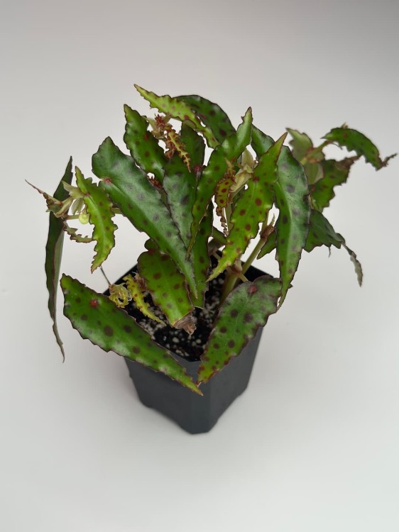 Begonia Amphioxus #4