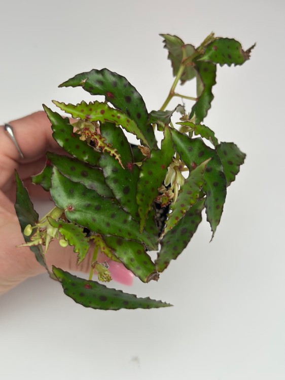 Begonia Amphioxus #4