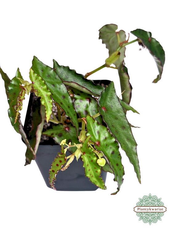 Begonia Amphioxus Plantykwariat
