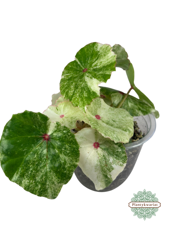 Begonia Rouge Variegata Ultra