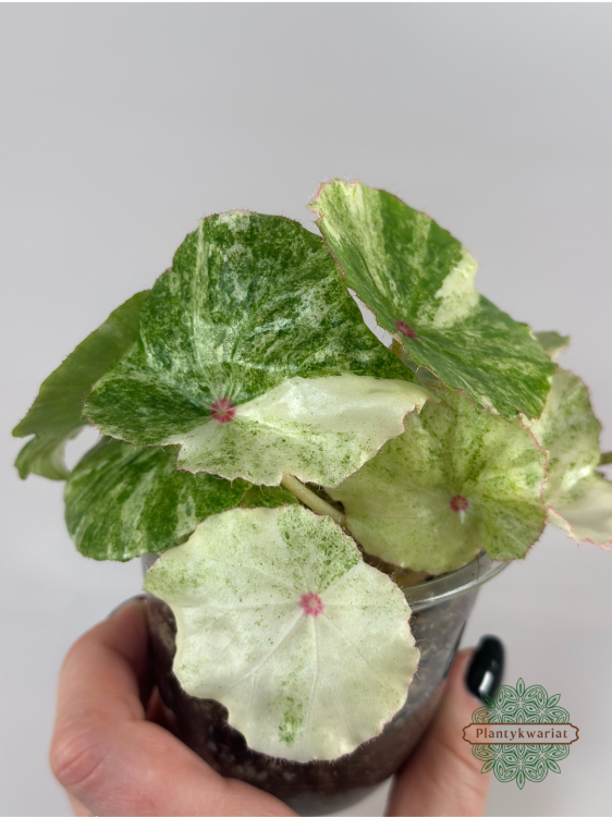 Begonia Rouge Variegata Ultra