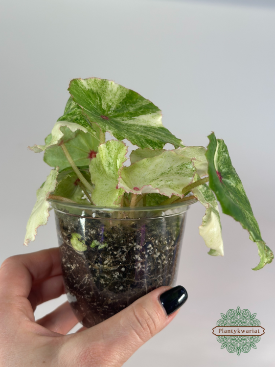 Begonia Rouge Variegata Ultra