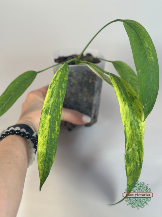 Anturium (Anthurium) vittariifolium Variegata Plantykwariat