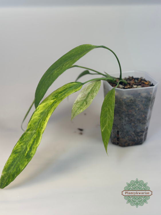 Anturium (Anthurium) vittariifolium Variegata Plantykwariat