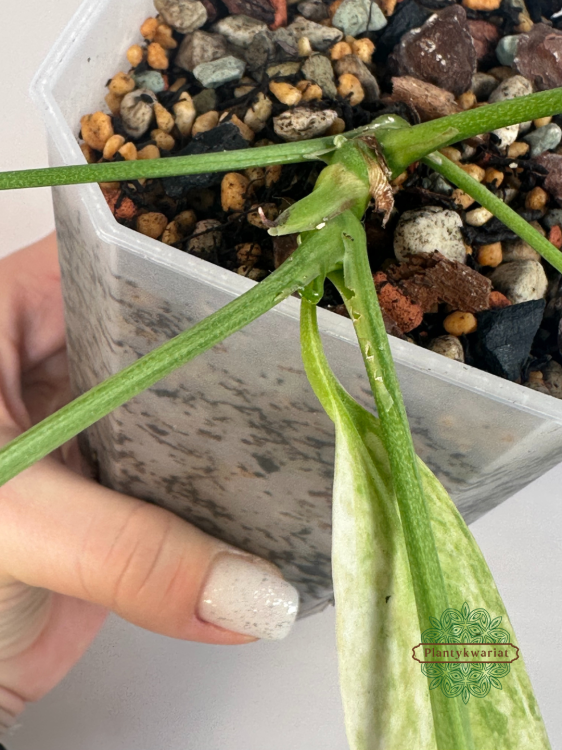 Anturium (Anthurium) vittariifolium Variegata Plantykwariat