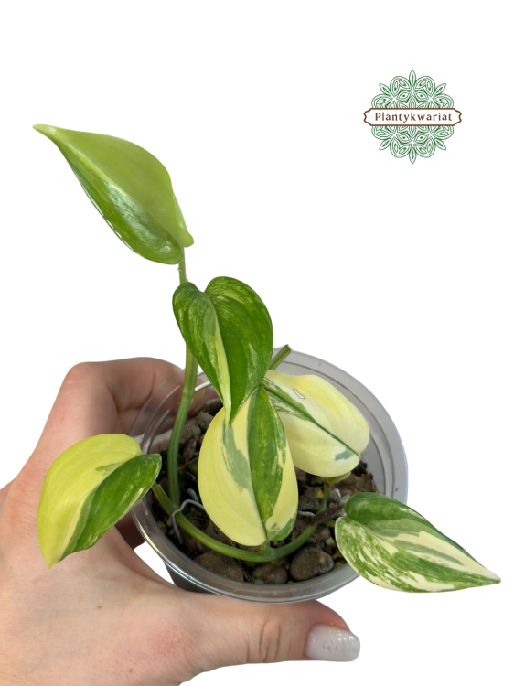 Scindapsus Blue Albo Variegata Plantykwariat