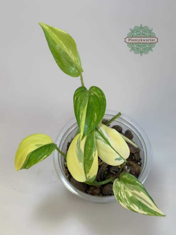 Scindapsus Blue Albo Variegata Plantykwariat