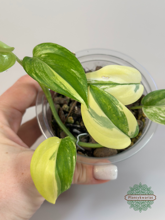 Scindapsus Blue Albo Variegata Plantykwariat