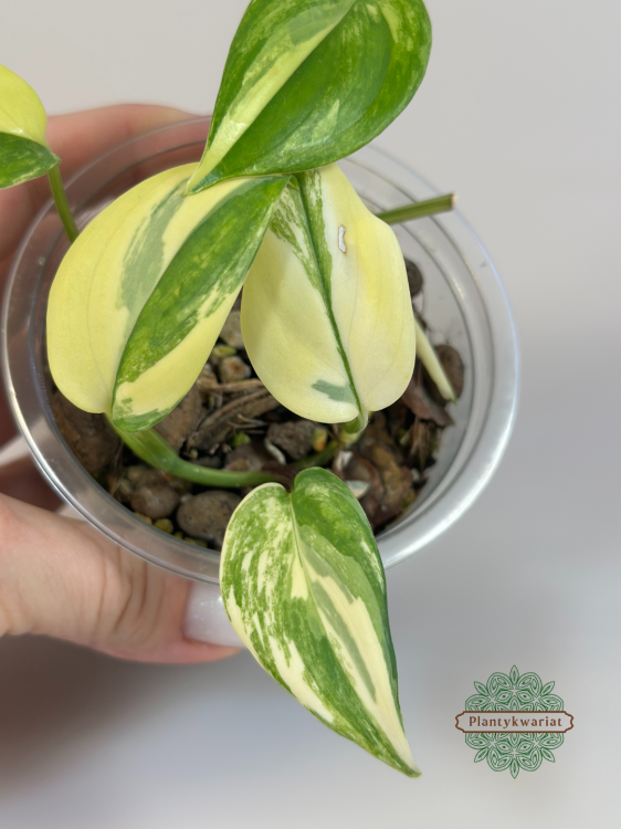 Scindapsus Blue Albo Variegata Plantykwariat