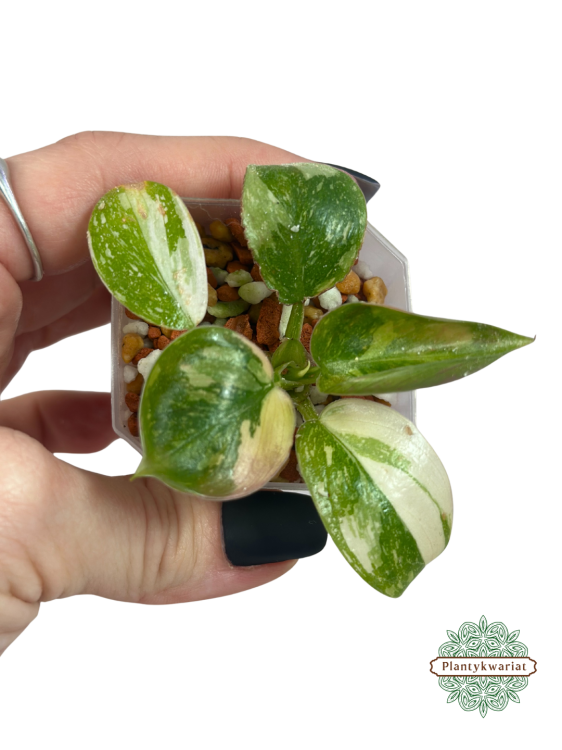 Filodendron (Philodendron) Green Congo Variegata