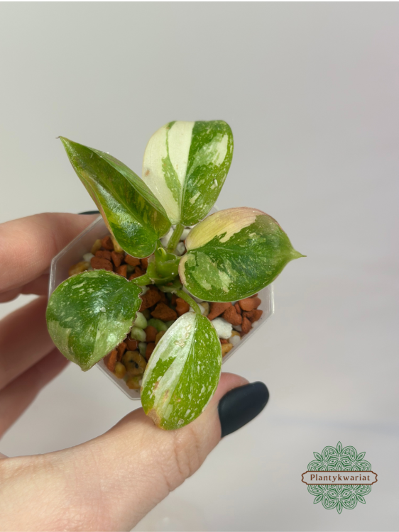 Filodendron (Philodendron) Green Congo Variegata