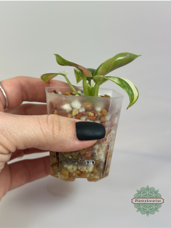 Filodendron (Philodendron) Green Congo Variegata