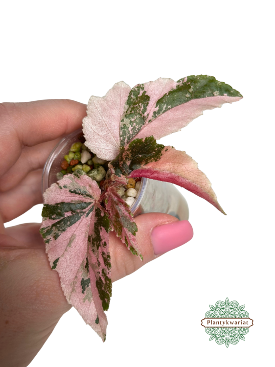 Begonia Ginny Galaxy Variegata