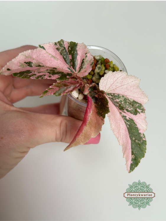 Begonia Ginny Galaxy Variegata