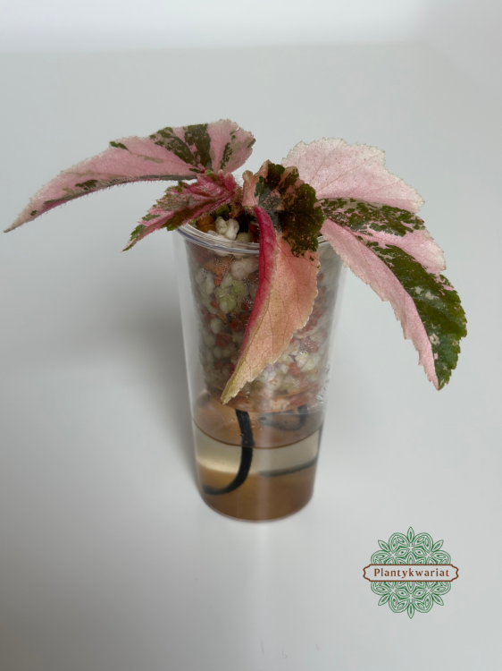 Begonia Ginny Galaxy Variegata