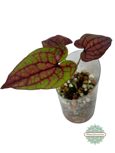 Cyrtosperma johnstonii