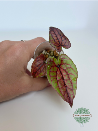 Cyrtosperma johnstonii