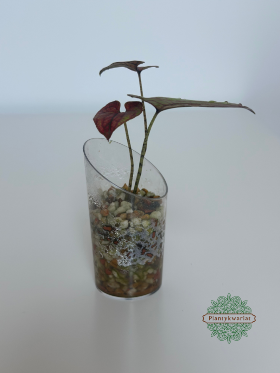 Cyrtosperma johnstonii