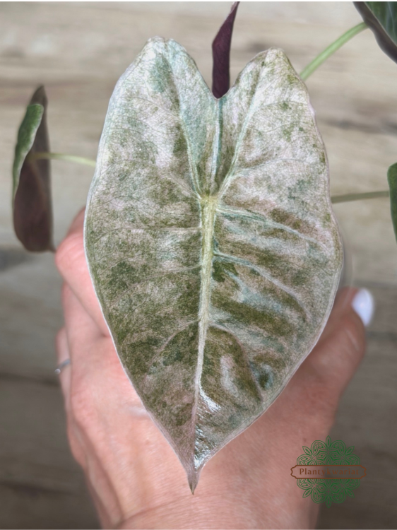 Alokazja (Alocasia) Golden Bone Pink Splash