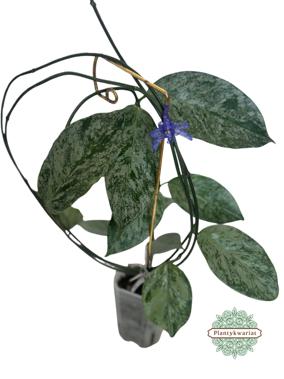 Hoja (Hoya) Coriacea Silver