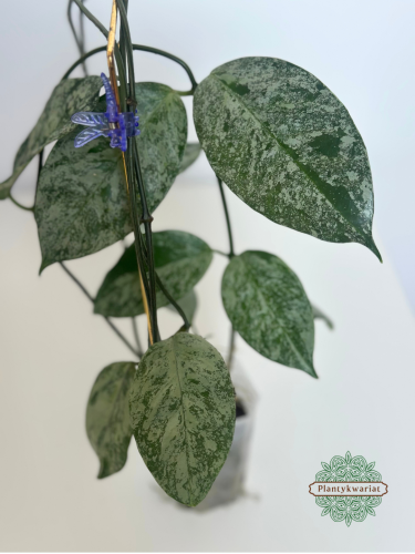Hoja (Hoya) Coriacea Silver