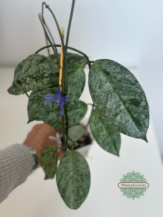 Hoja (Hoya) Coriacea Silver