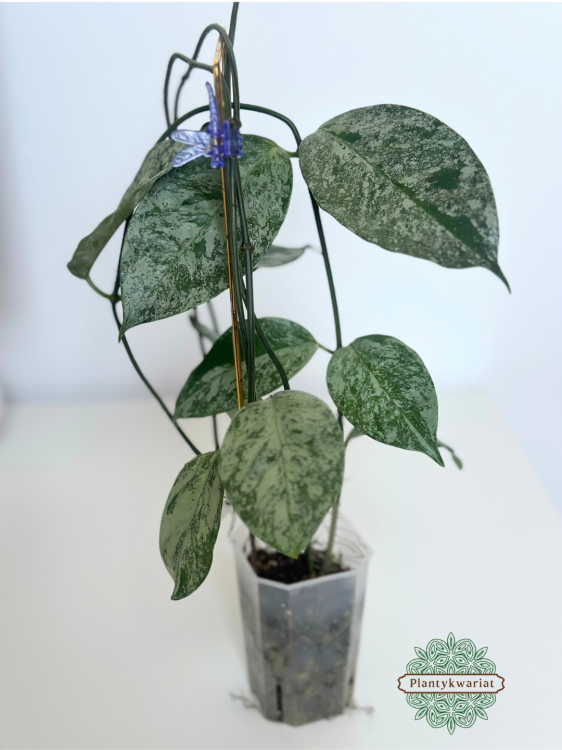 Hoja (Hoya) Coriacea Silver