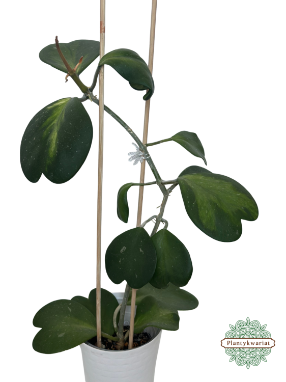 Hoja (hoya) kerrii inner variegated