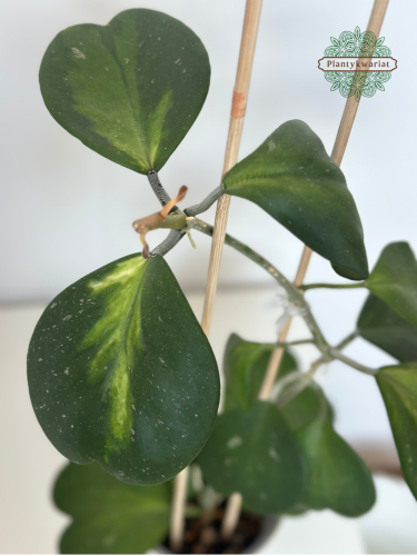Hoja (hoya) kerrii inner variegated
