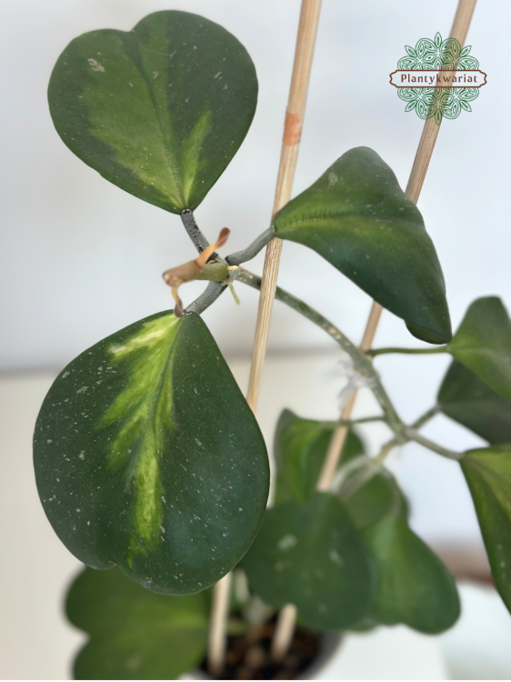 Hoja (hoya) kerrii inner variegated