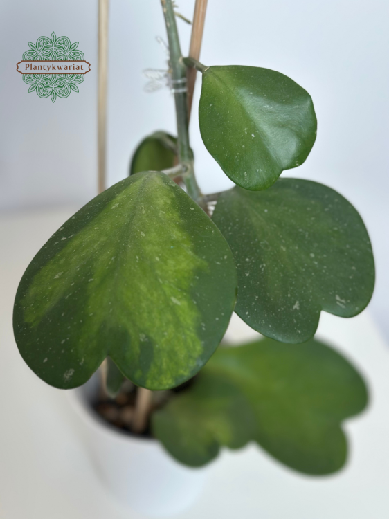 Hoja (hoya) kerrii inner variegated