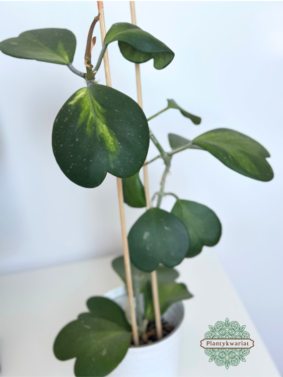 Hoja (hoya) kerrii inner variegated