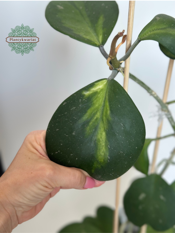 Hoja (hoya) kerrii inner variegated
