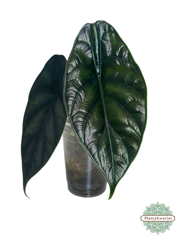 Alokazja (Alocasia) Green Unicorn