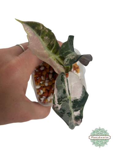 Alokazja (Alocasia) Polly Pink Variegata
