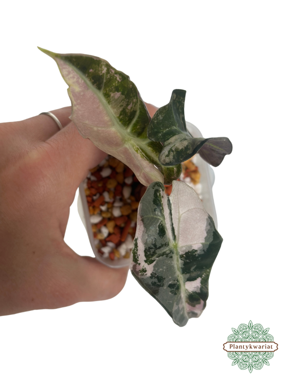 Alokazja (Alocasia) Polly Pink Variegata