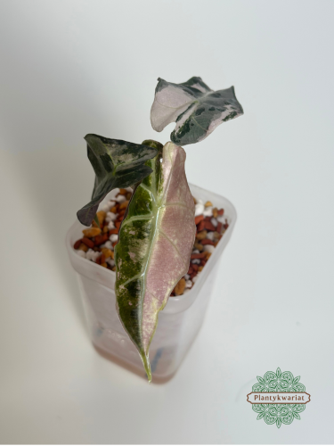 Alokazja (Alocasia) Polly Pink Variegata