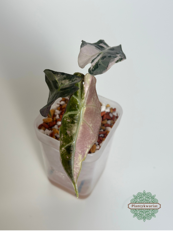 Alokazja (Alocasia) Polly Pink Variegata