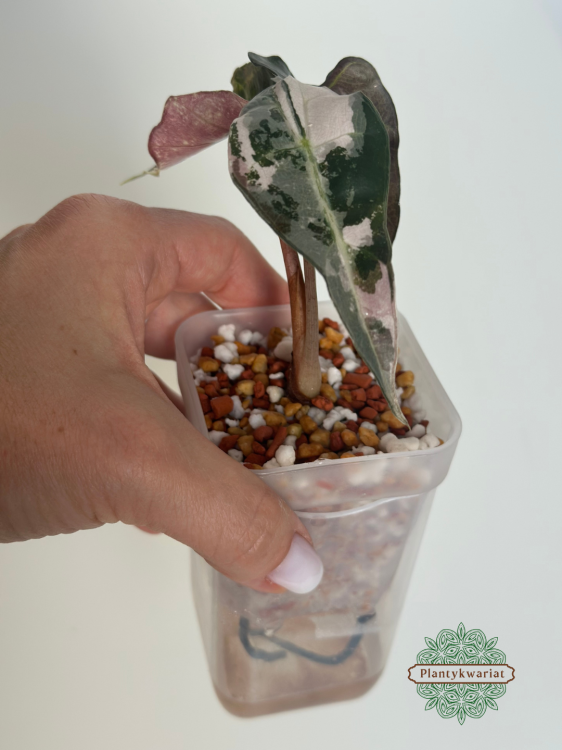 Alokazja (Alocasia) Polly Pink Variegata