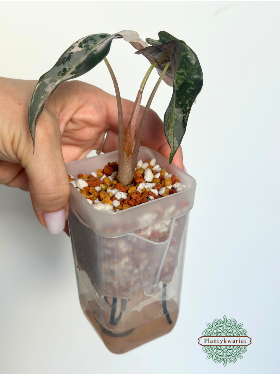 Alokazja (Alocasia) Polly Pink Variegata