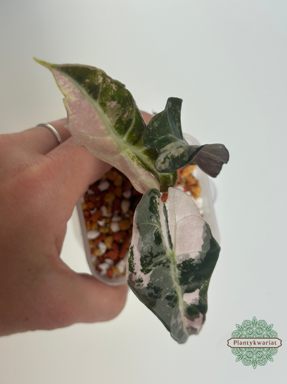 Alokazja (Alocasia) Polly Pink Variegata