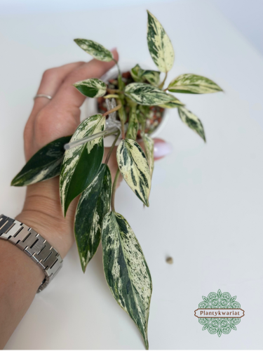 Filodendron (Philodendron) Emerald Queen Variegata