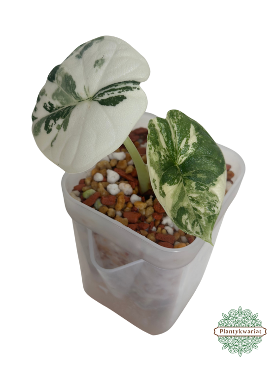 Alokazja (Alocasia) Melo Albo Variegata