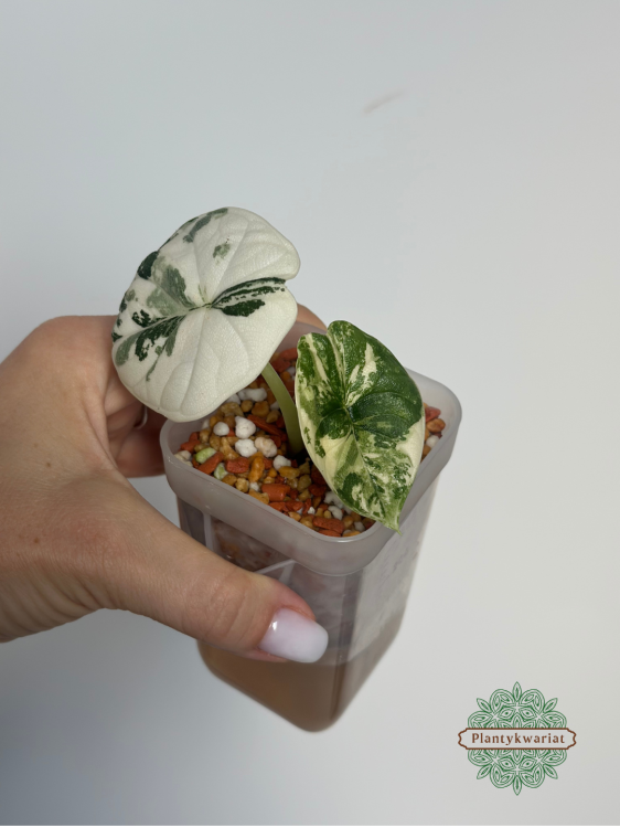 Alokazja (Alocasia) Melo Albo Variegata