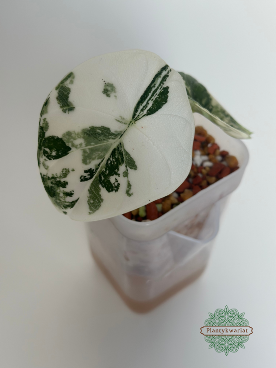 Alokazja (Alocasia) Melo Albo Variegata